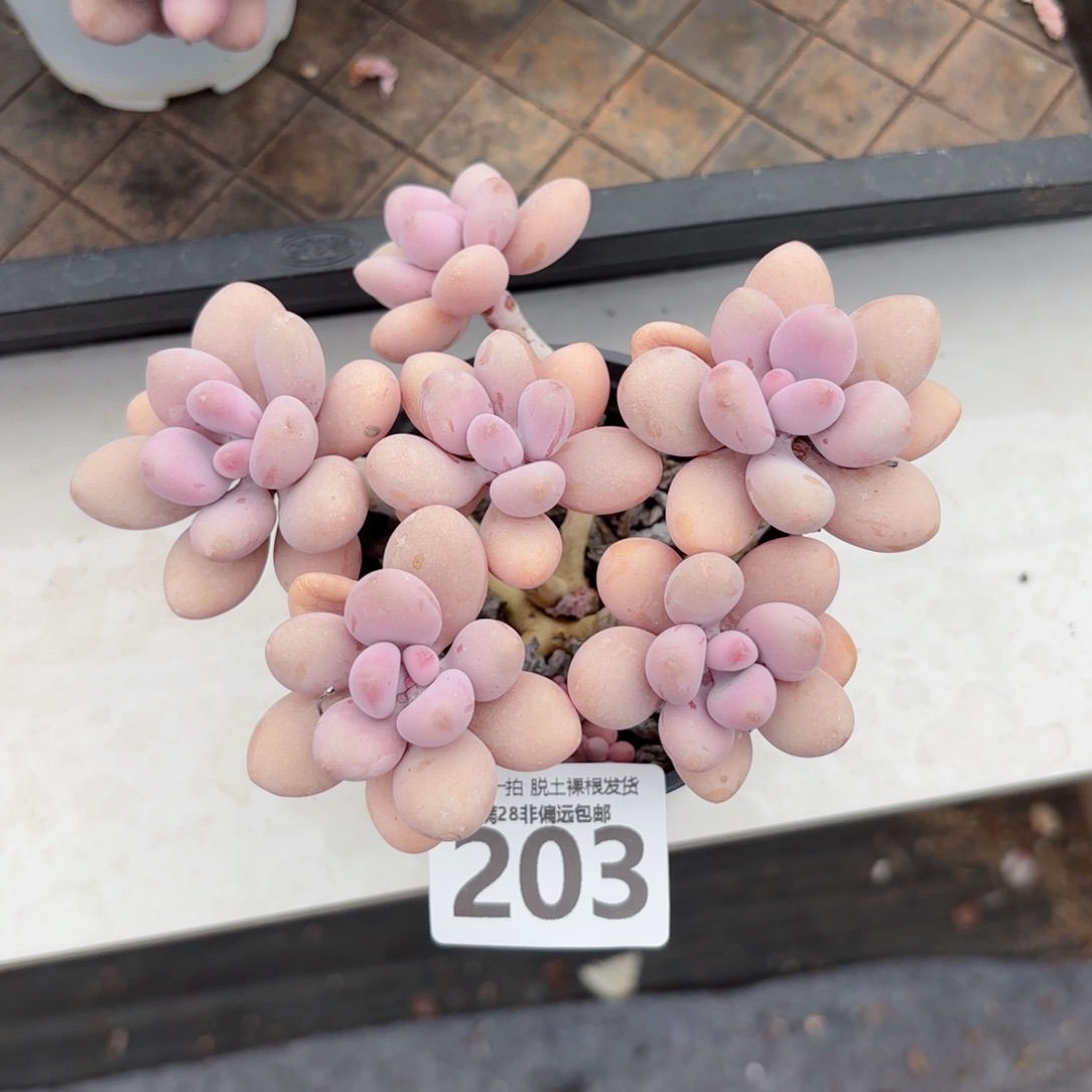 糖果桃蛋老桩无盆土发货