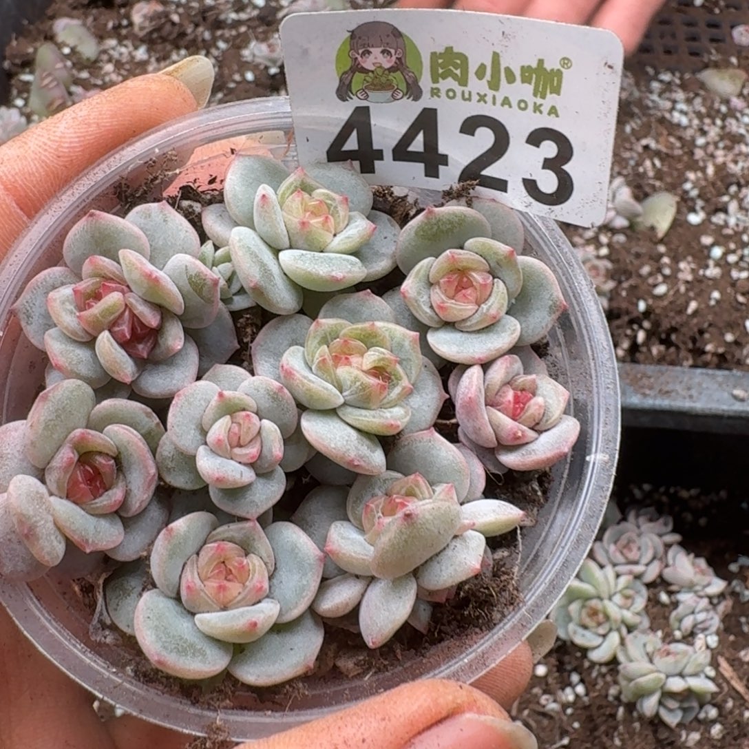 多肉植物多肉植物