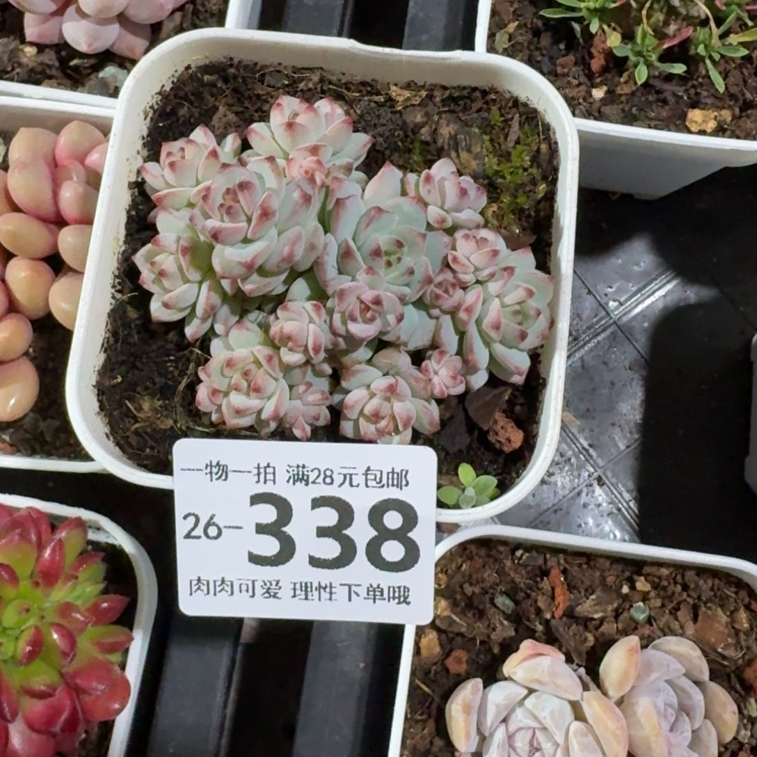 焦糖精灵无盆土发的