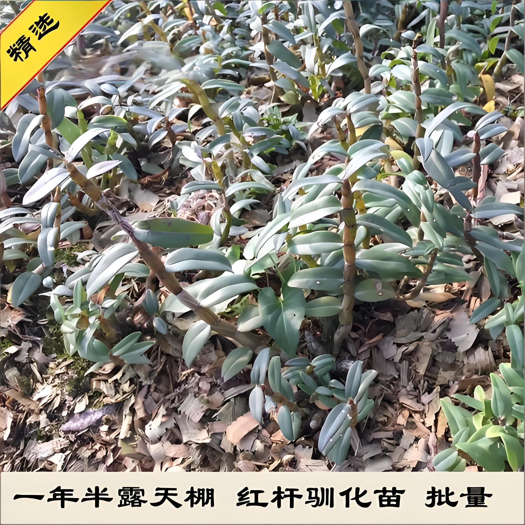 原生头茬】铁皮石斛鲜条，驯化苗从未剪枝