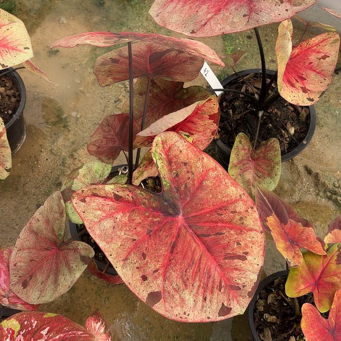 泰国彩叶芋1015-0124 多肉