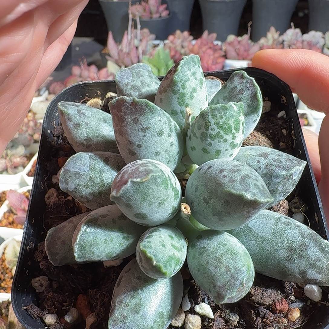 ✎***橙白肌海豹         