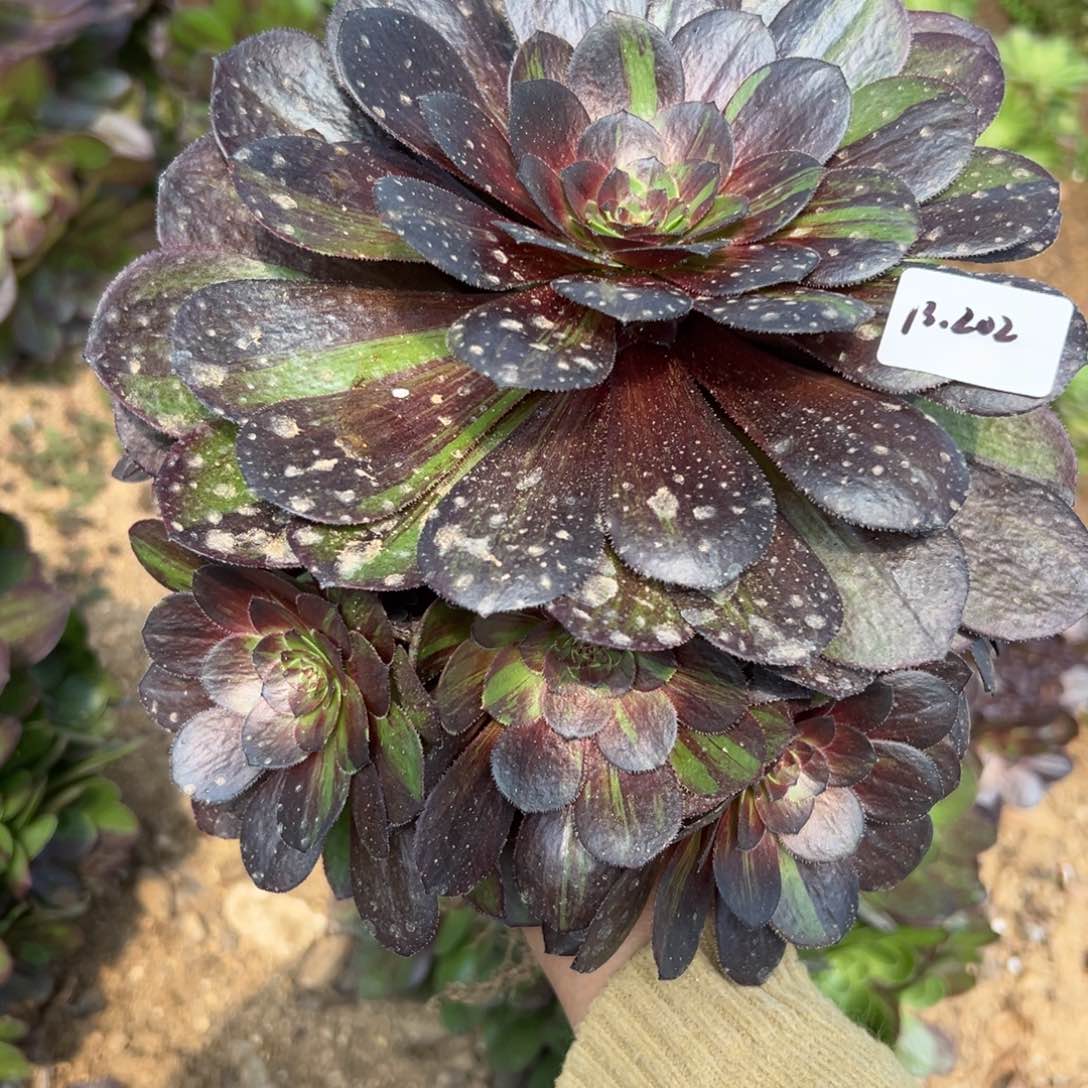 202花月夜多肉植物和