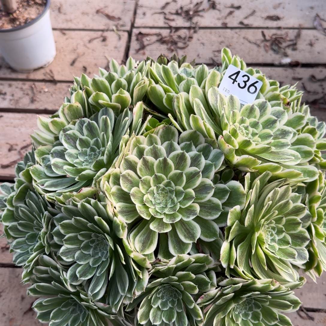 436碧浪多肉植物