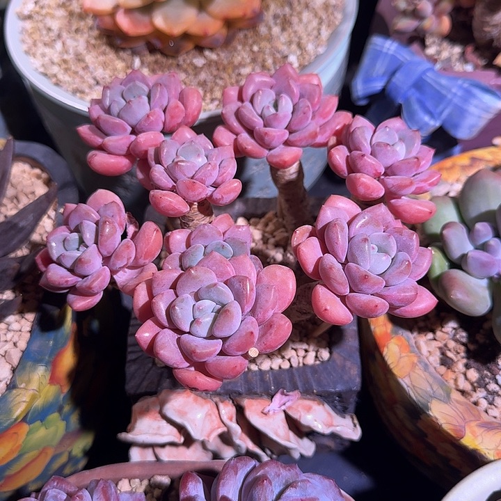 白鹭 老桩  一物一拍