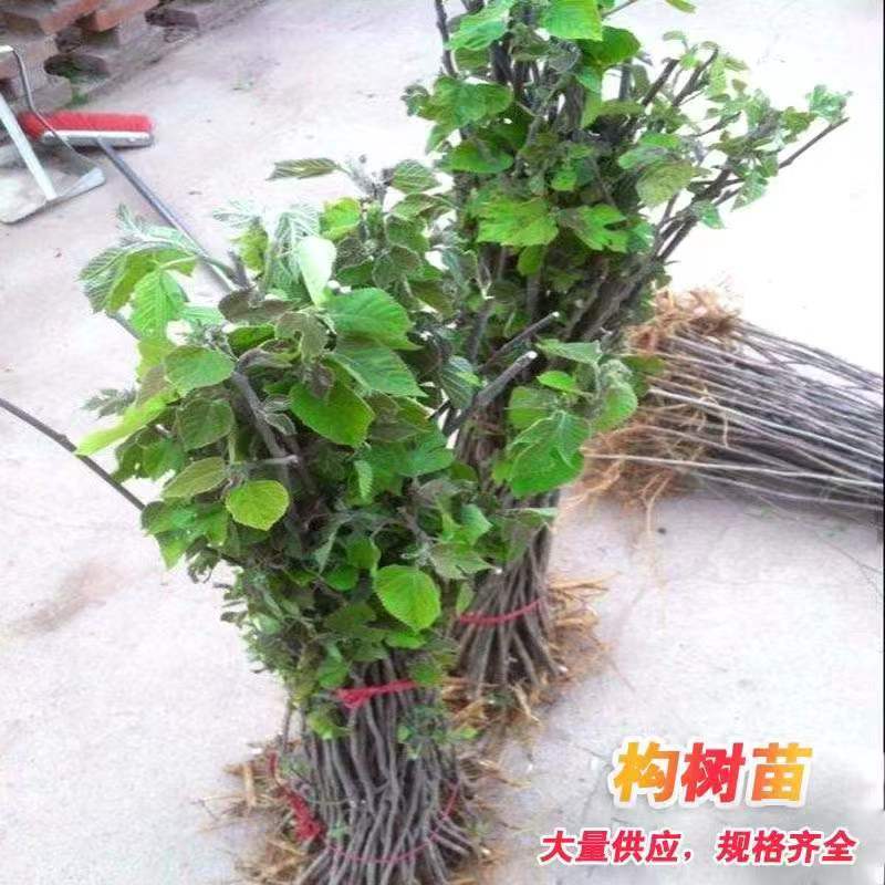构树苗构桃树苗果树可食用水果构乳树楮树楮实子沙纸树假杨梅构树
