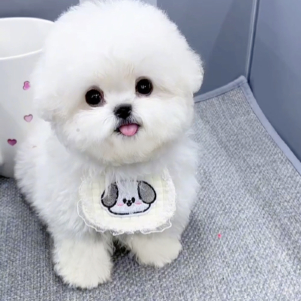 杜氏犬业宠物活体狗狗链接