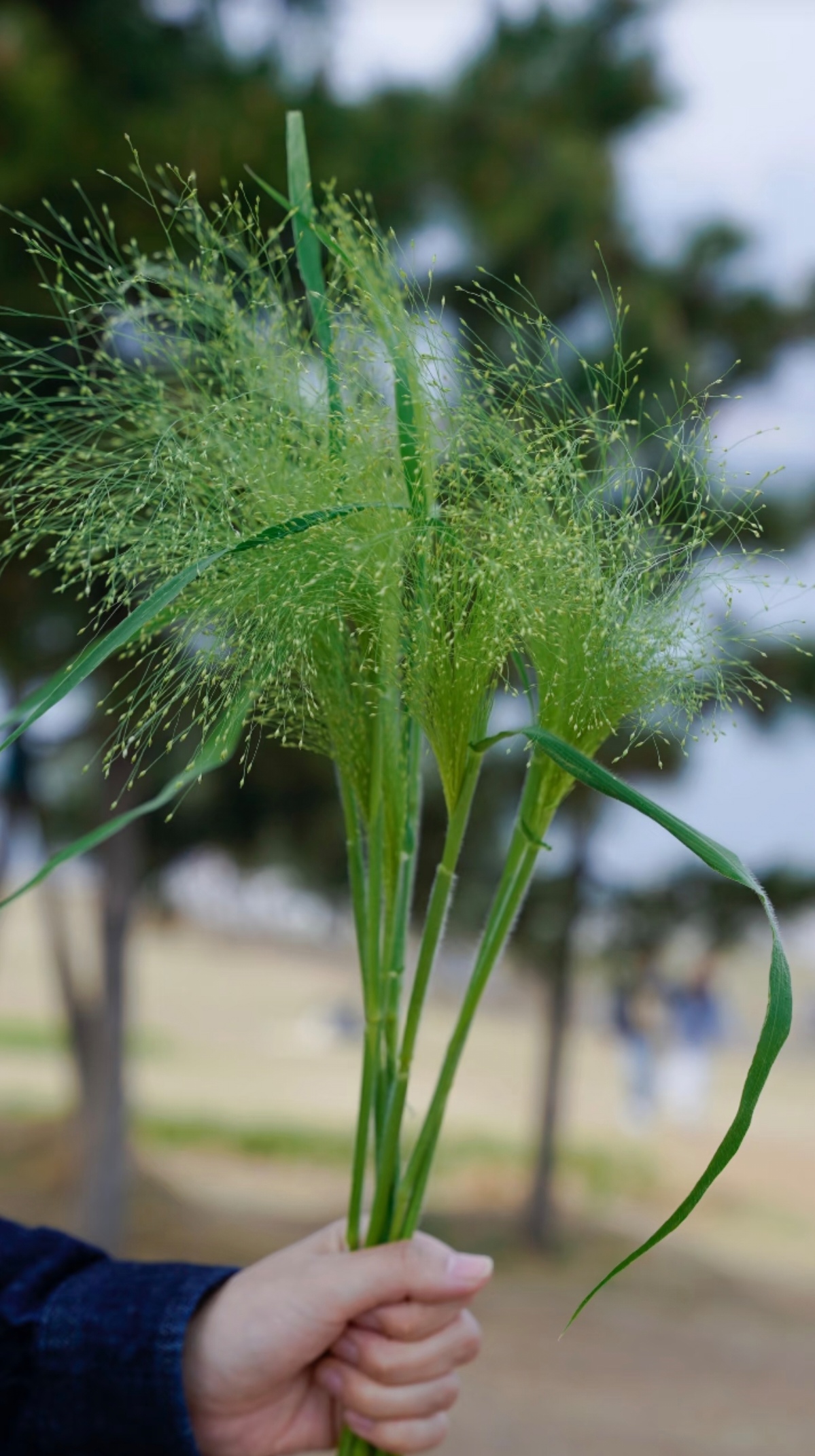 小小鱼甄选喷泉草新鲜采摘云南鲜花基地直发