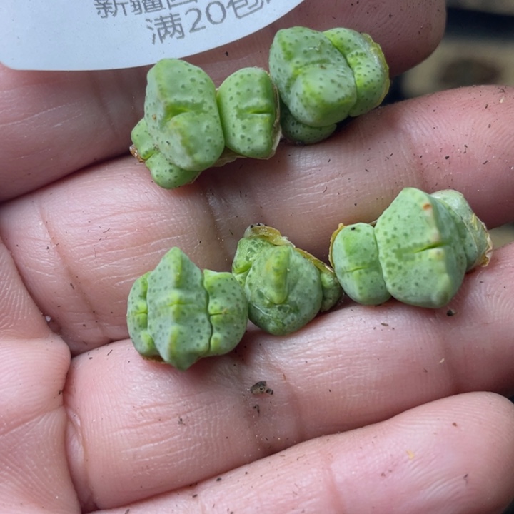 佳人园艺上福利啦紫式部652