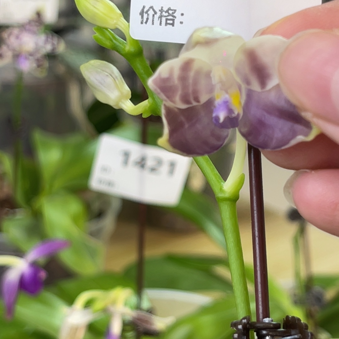 d***m完全开放SWR雨点-1446