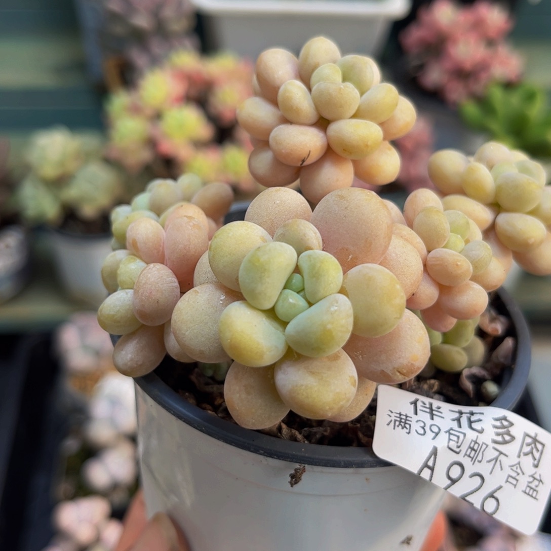 926洛可可8cm多肉