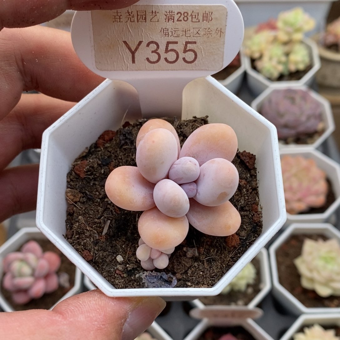 0355奶酪3.5厘米