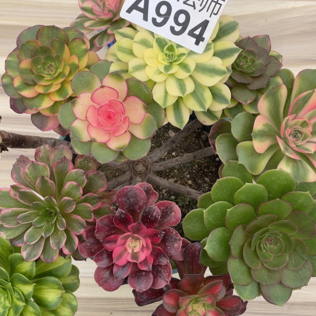 紫砂茶杯缘*分994反反复复方法个