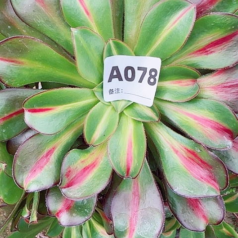 【闪购商品】景*群12345678