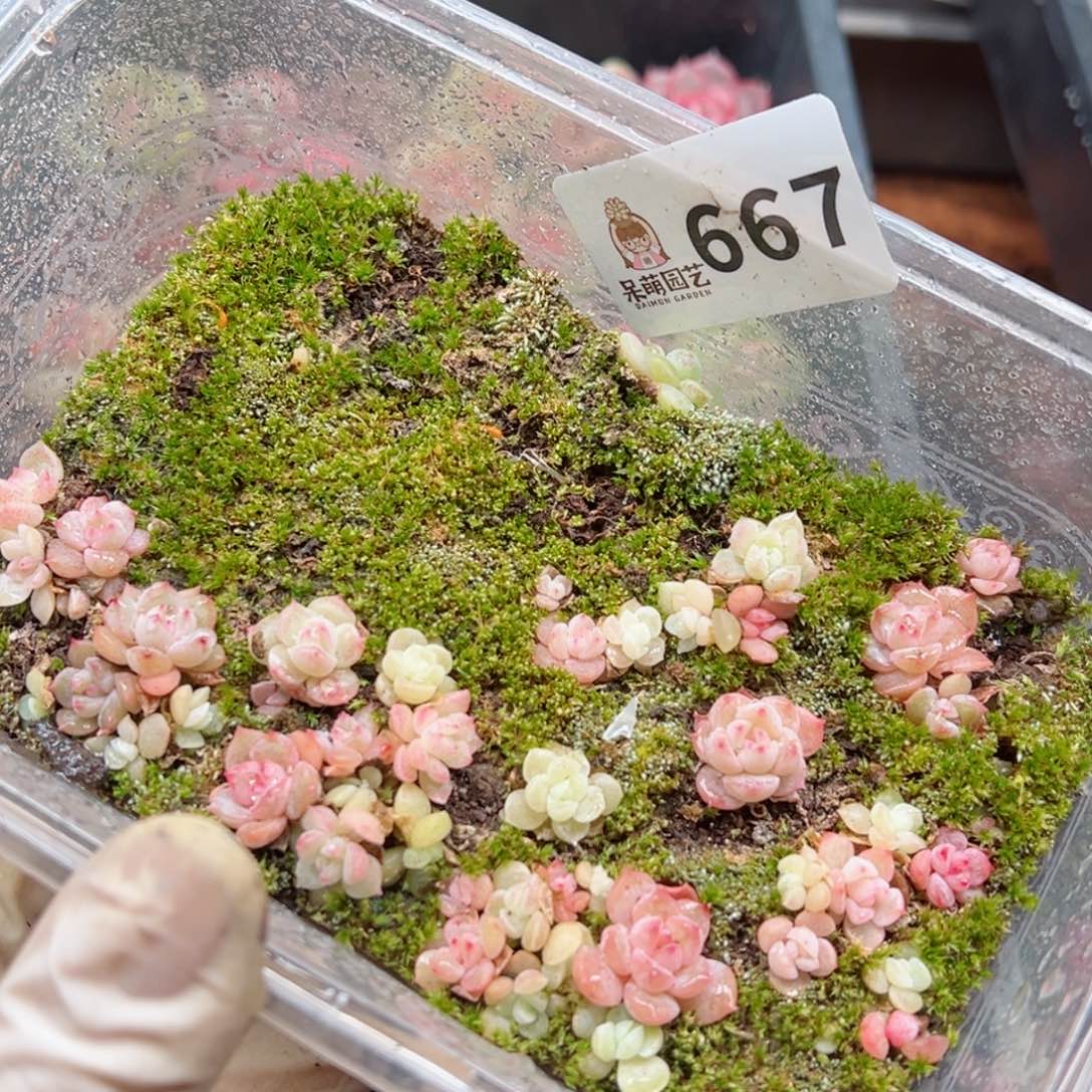 多肉植物多花植物