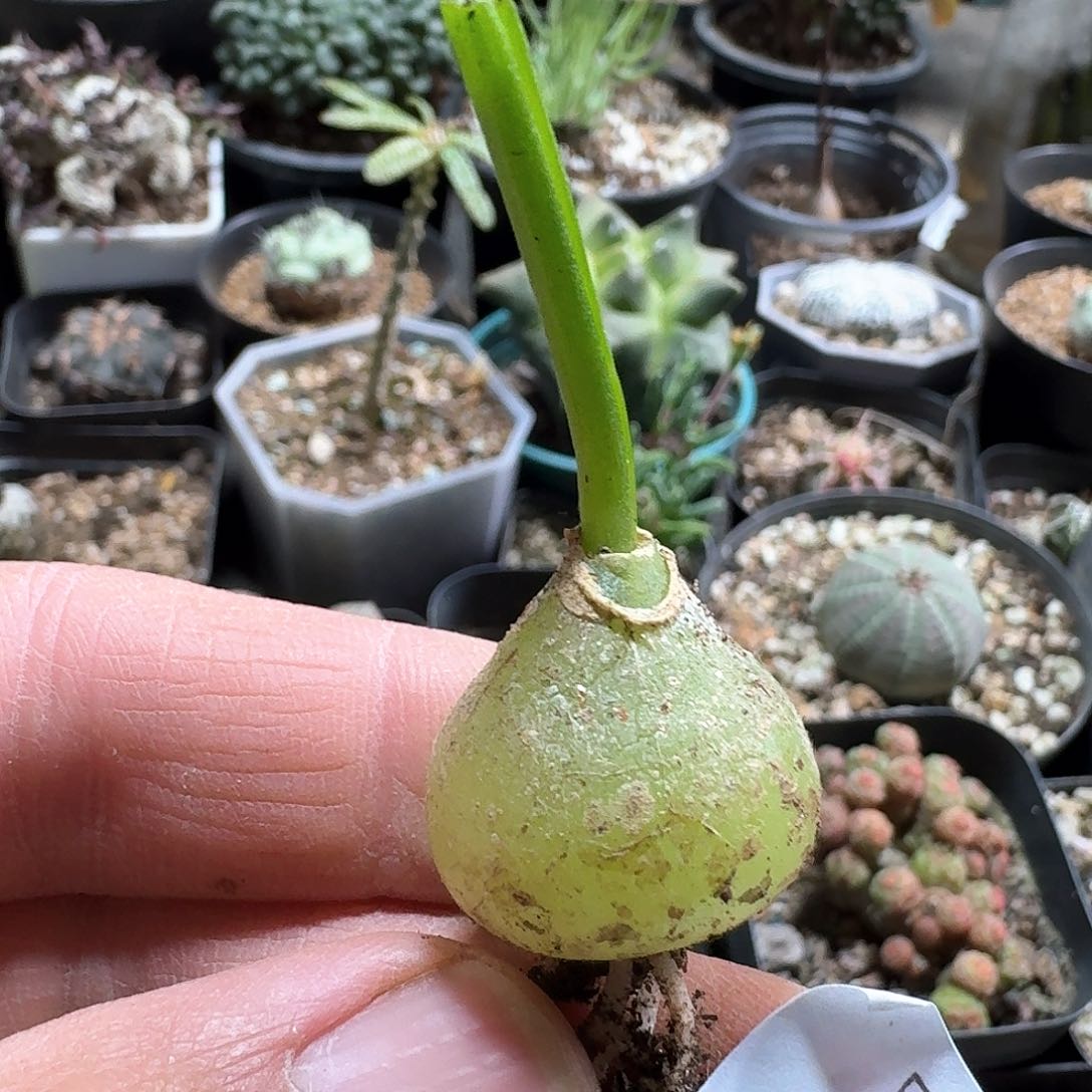 391大苍角殿脱土发货一个随机2cm以上