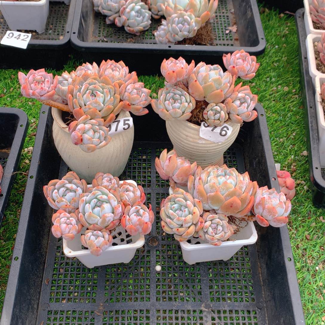 962橙子多肉植物