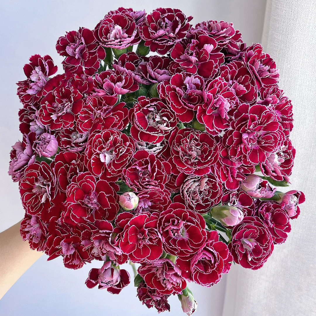 七叶花坊#【多丁-紫蝴蝶】鲜花优选 顺丰直发