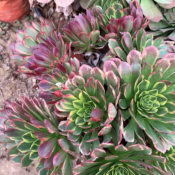 多肉植物朝霞23号