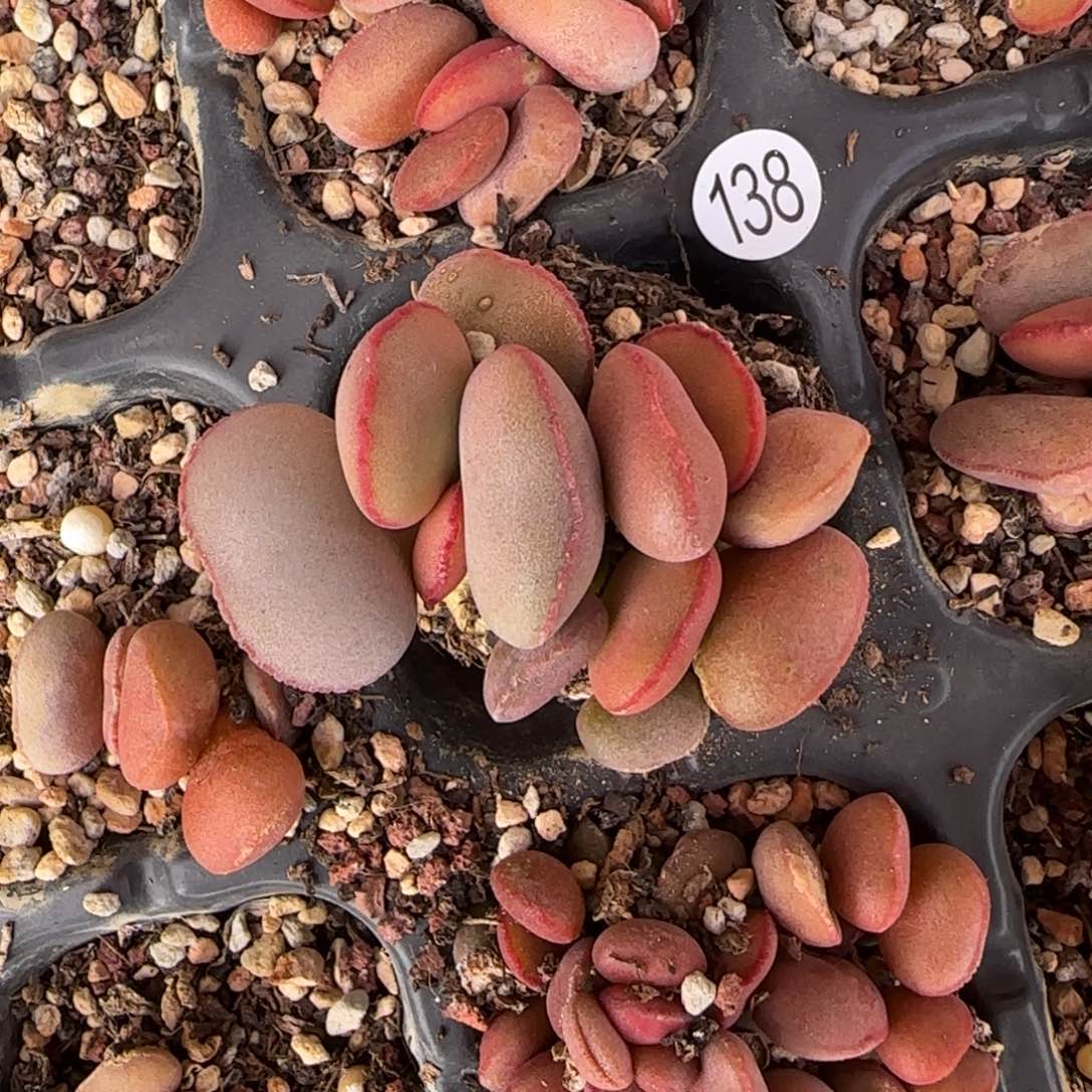 白肌红蛋多肉植物138