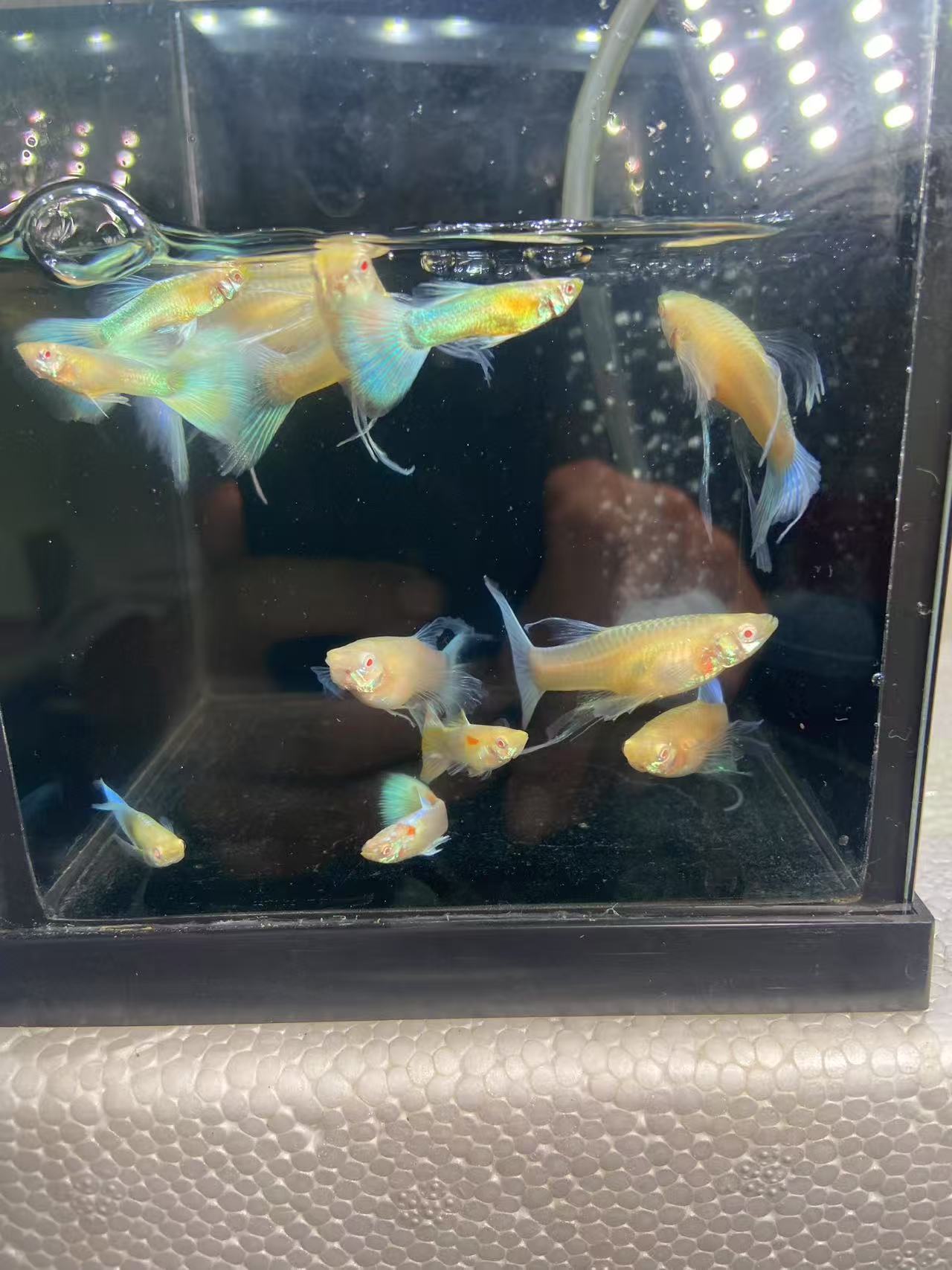 精品 天空蓝缎带 大C 小型热带观赏鱼 母 4-5cm  皮实 耐活 好养 