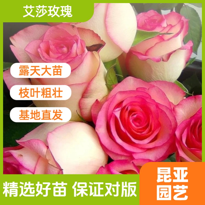 昆亚花园艾莎玫瑰月季花苗成都露天阳台庭院盆栽多季开花带花苞