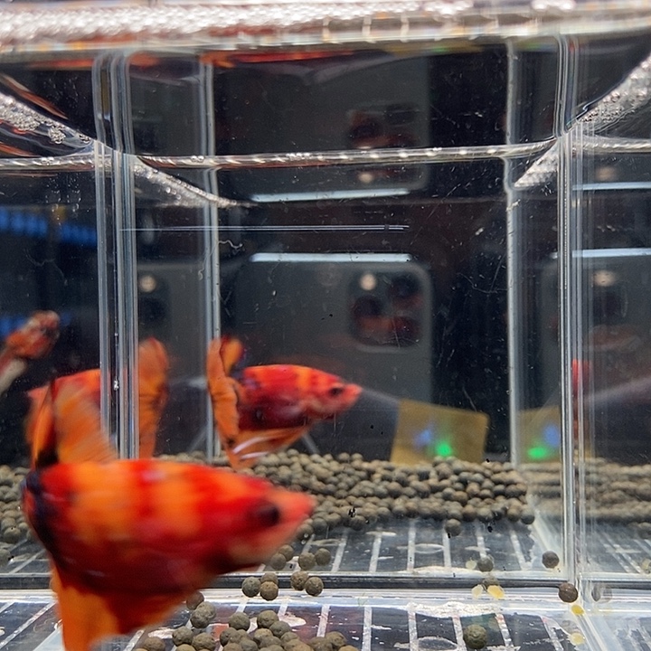 斗鱼黑254号巨斗将军