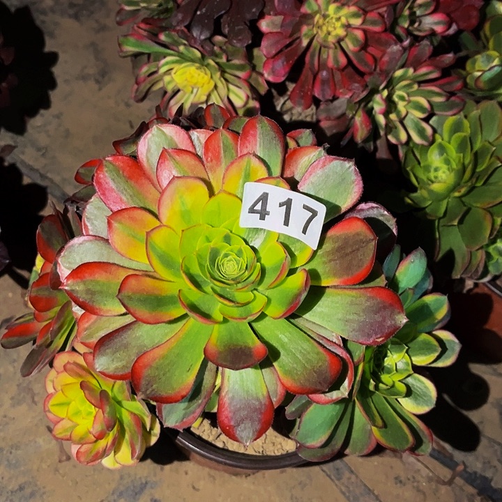 417奶白多肉植物