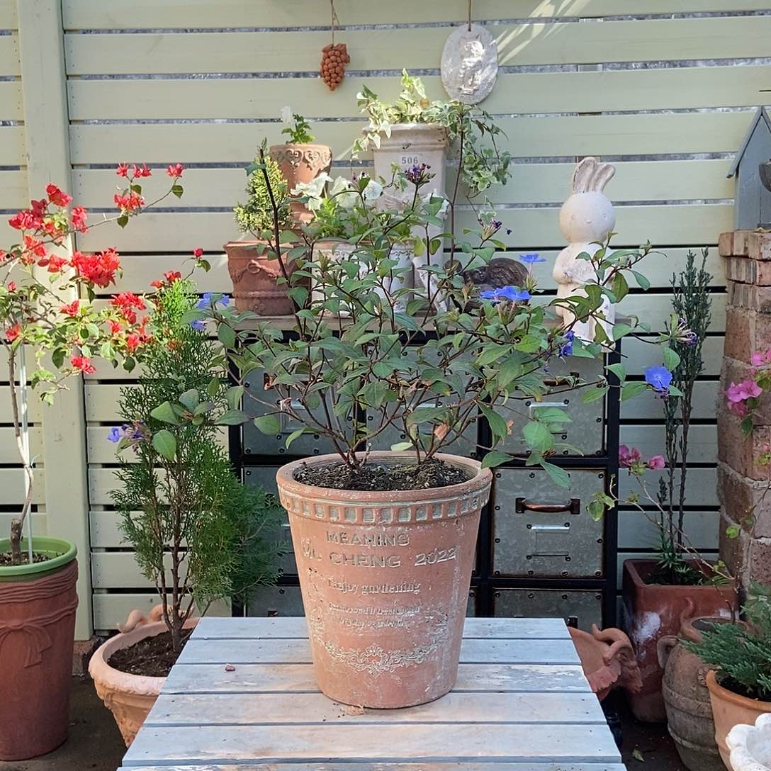 698手压痕迹口18内15高18.5