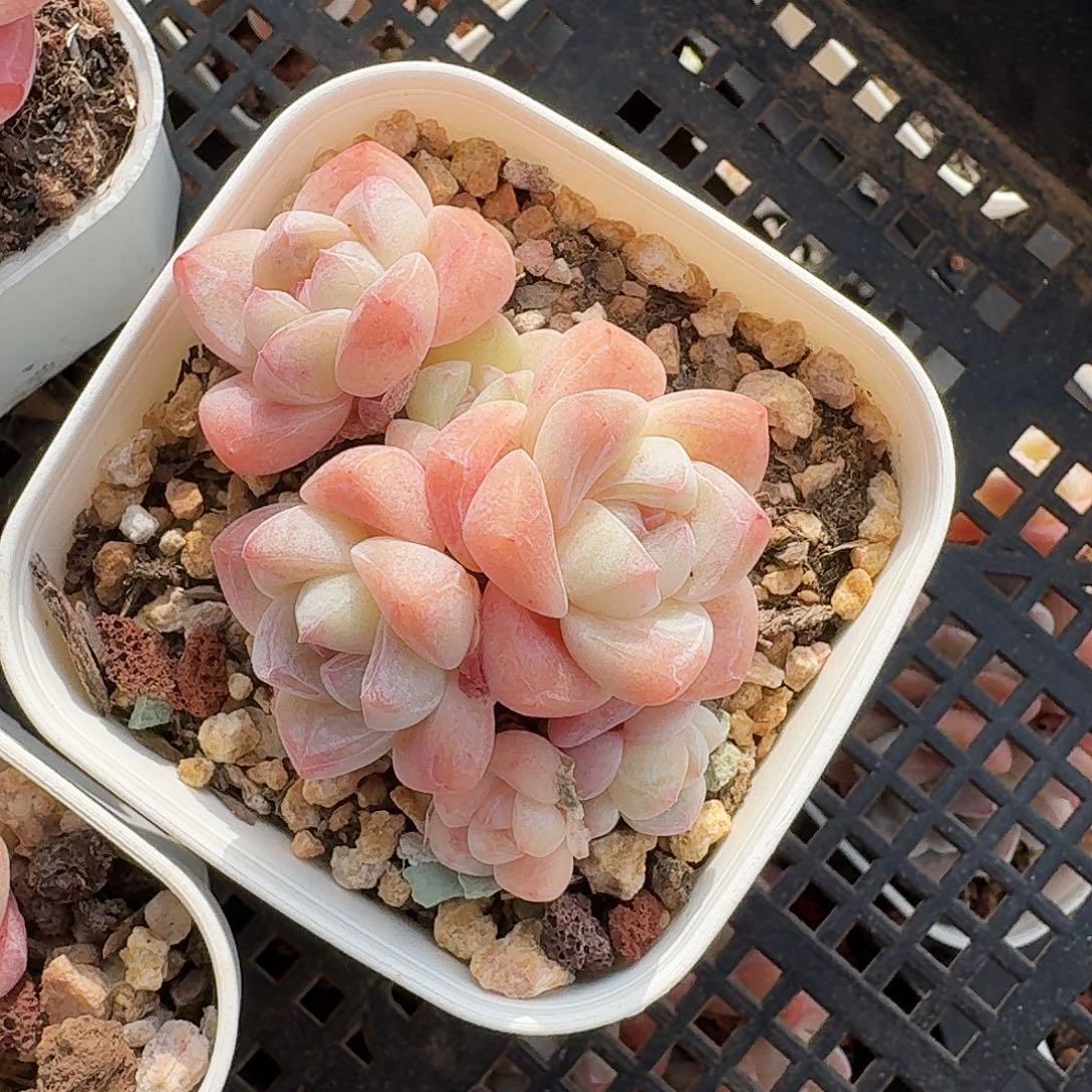 冰玉6头小群生福利