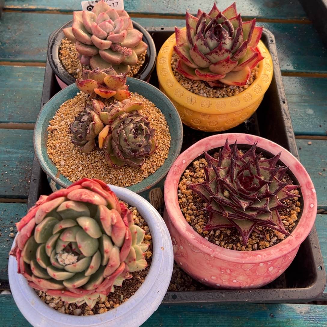 从前慢多肉精选编号0123.17