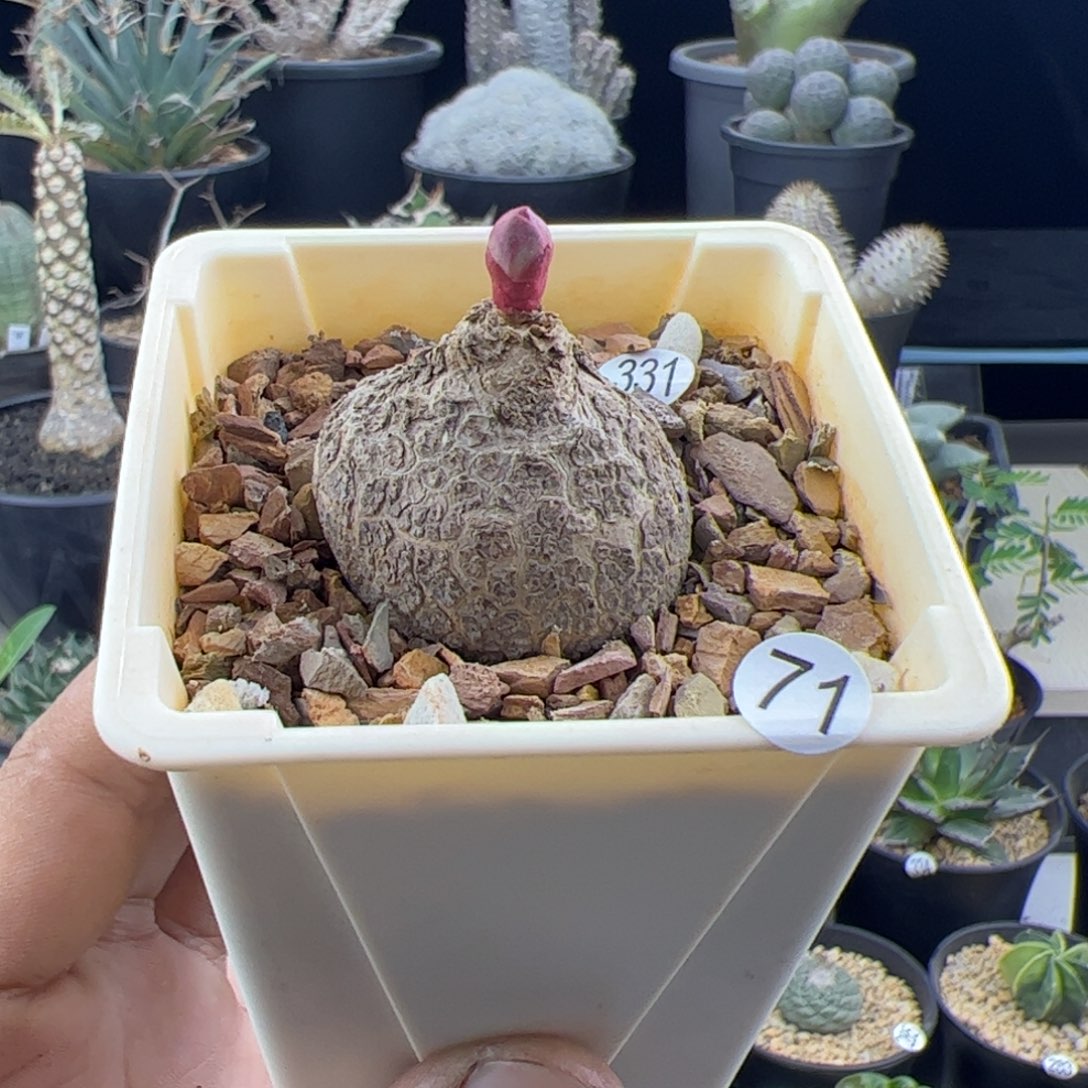 玫瑰大戟一物一拍