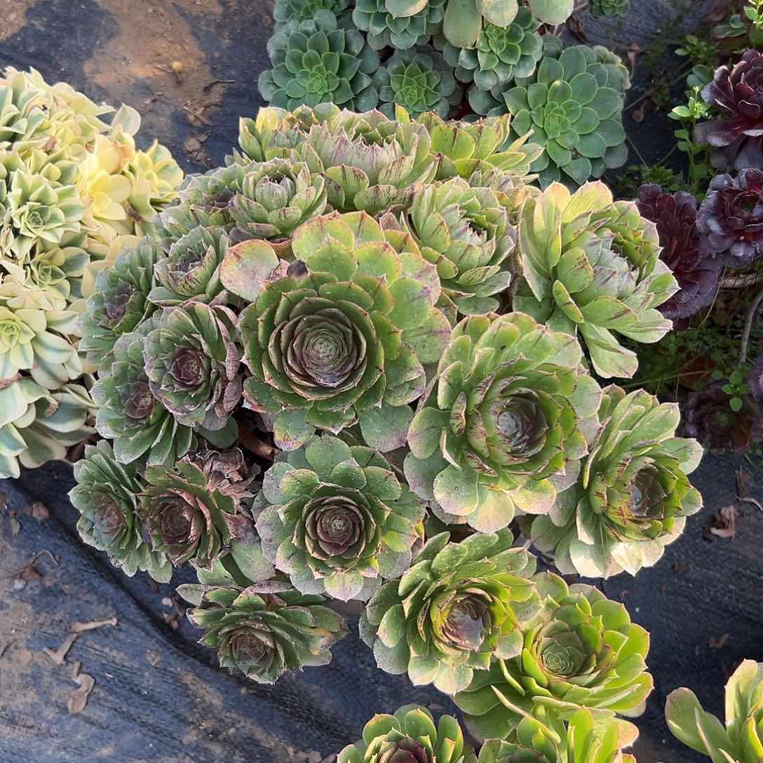 多肉植物多肉植物