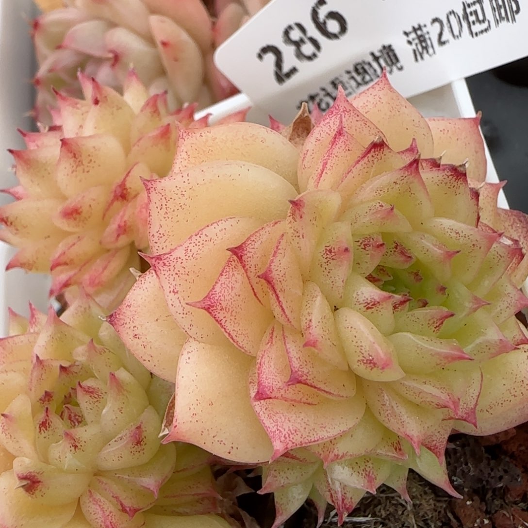 花语逸镜0208-286散