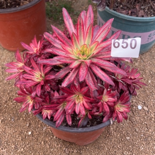 650朱雀多肉植物花花