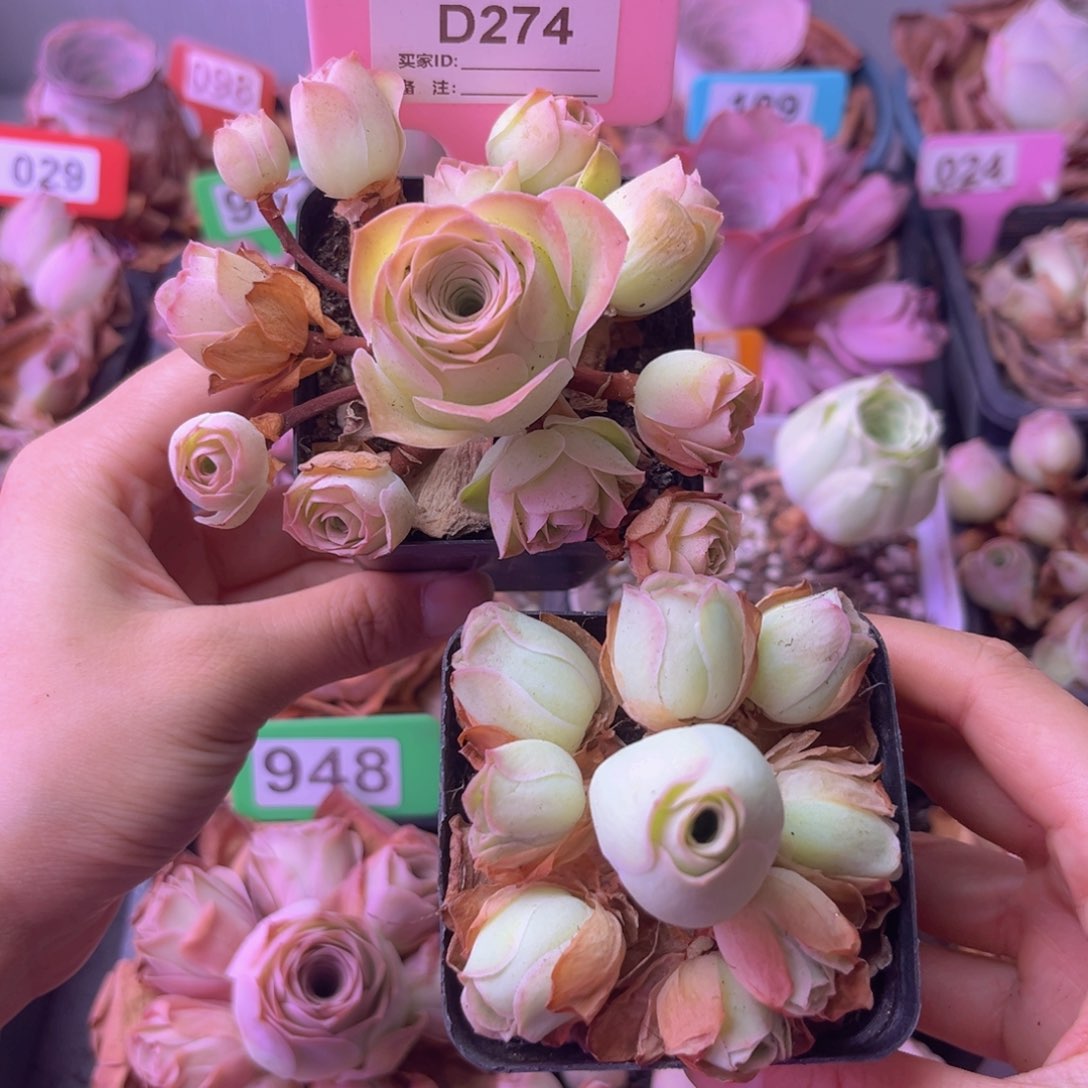 7方盆姝帕玫瑰群D274