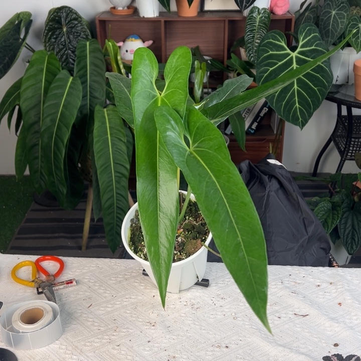 完全开放危地马拉花烛（大）
