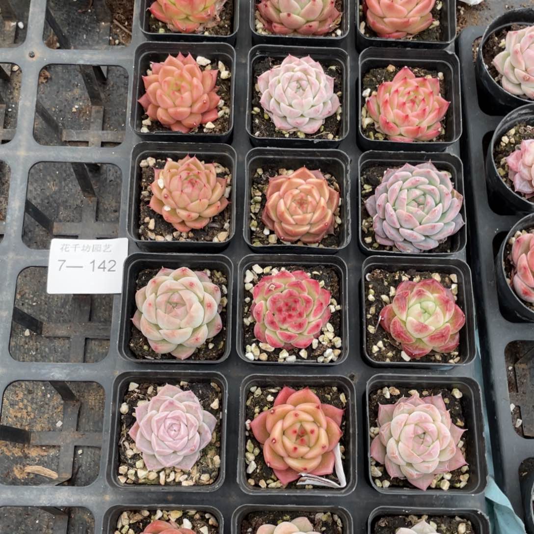 一物一拍18颗7-142