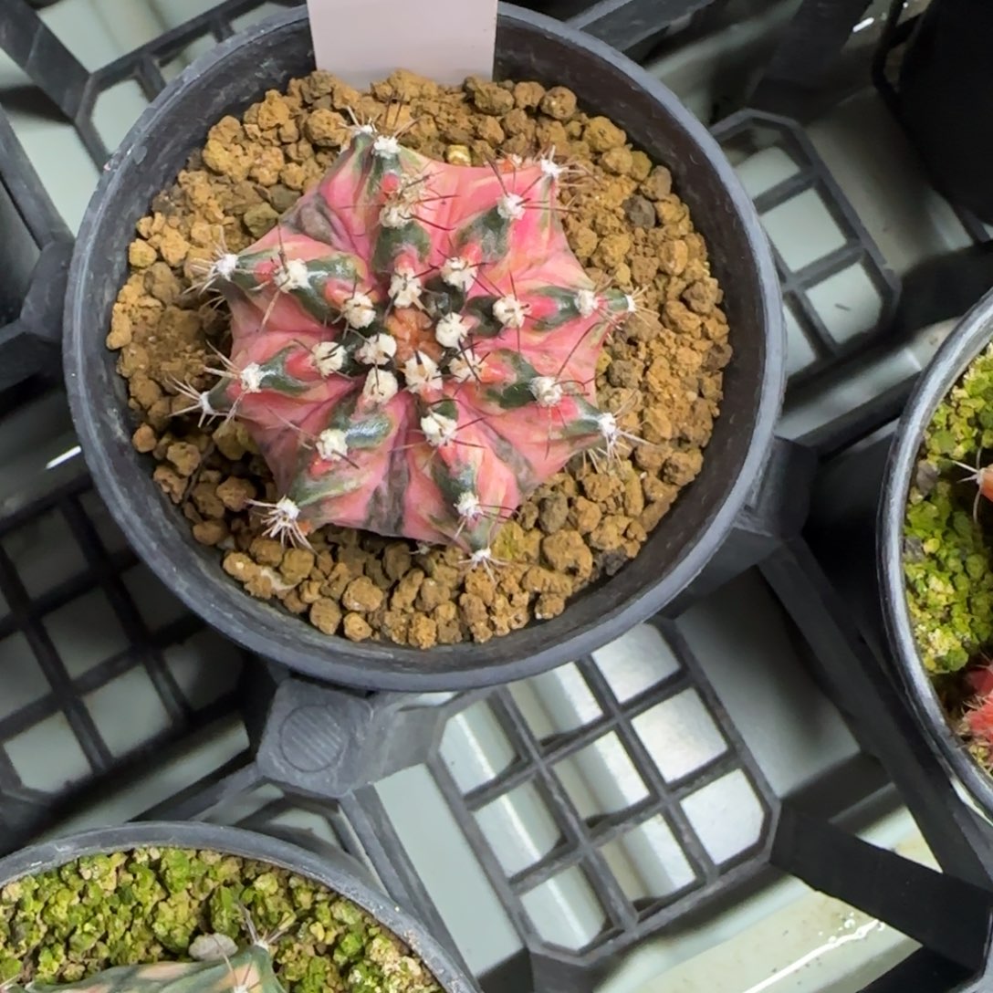 m****527-0213海神锦脱土发多肉