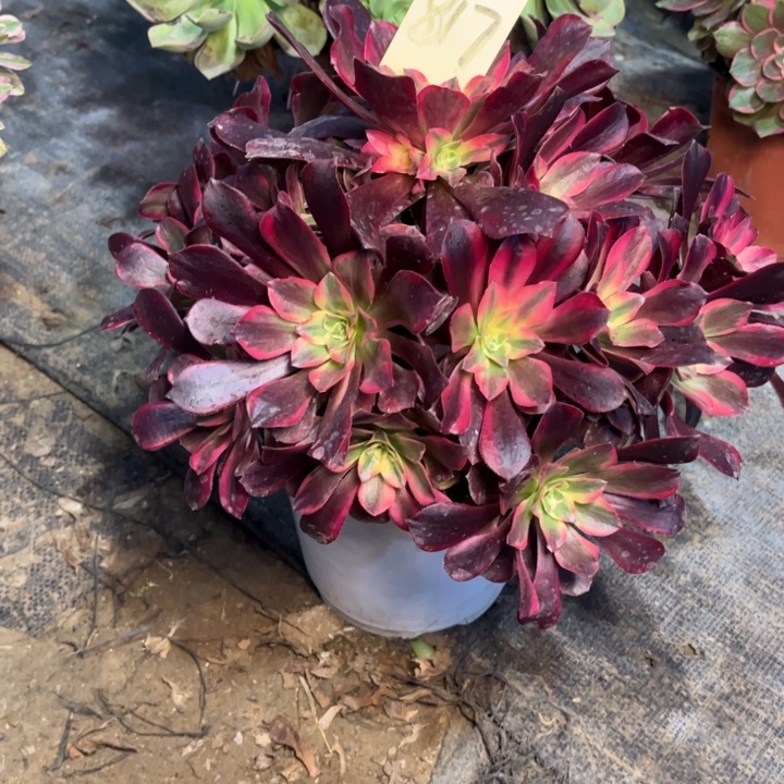 817美杜莎多肉一物一拍