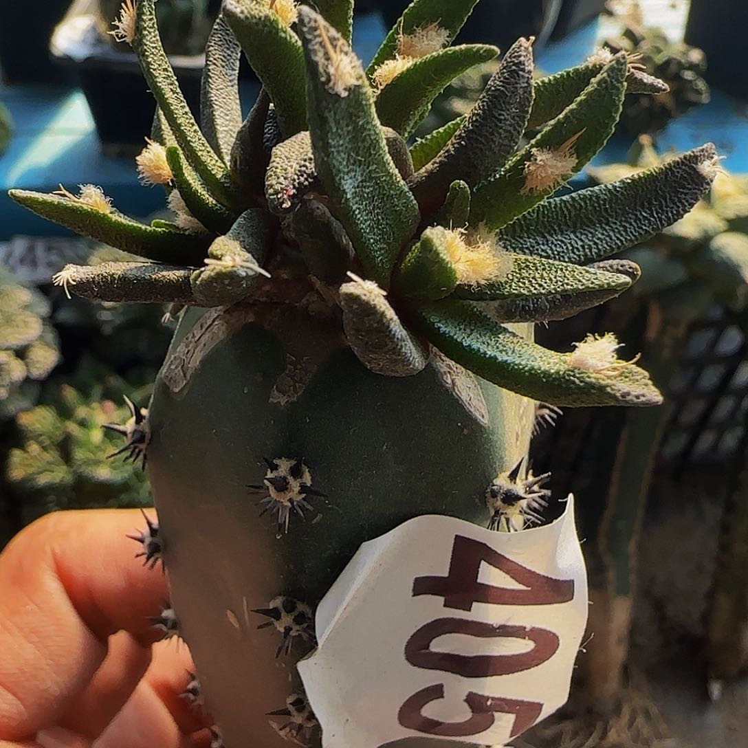 龙舌兰405仙人球开花