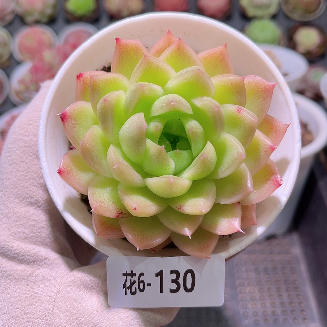 花利美6-130麦秆单头