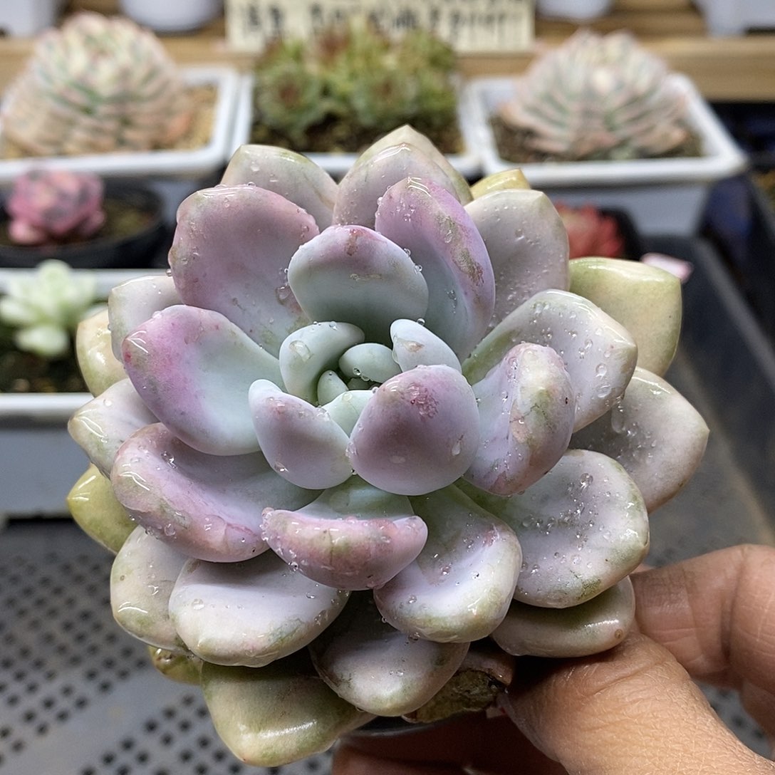 2184 肥美奥普西瓜锦 需延时发货