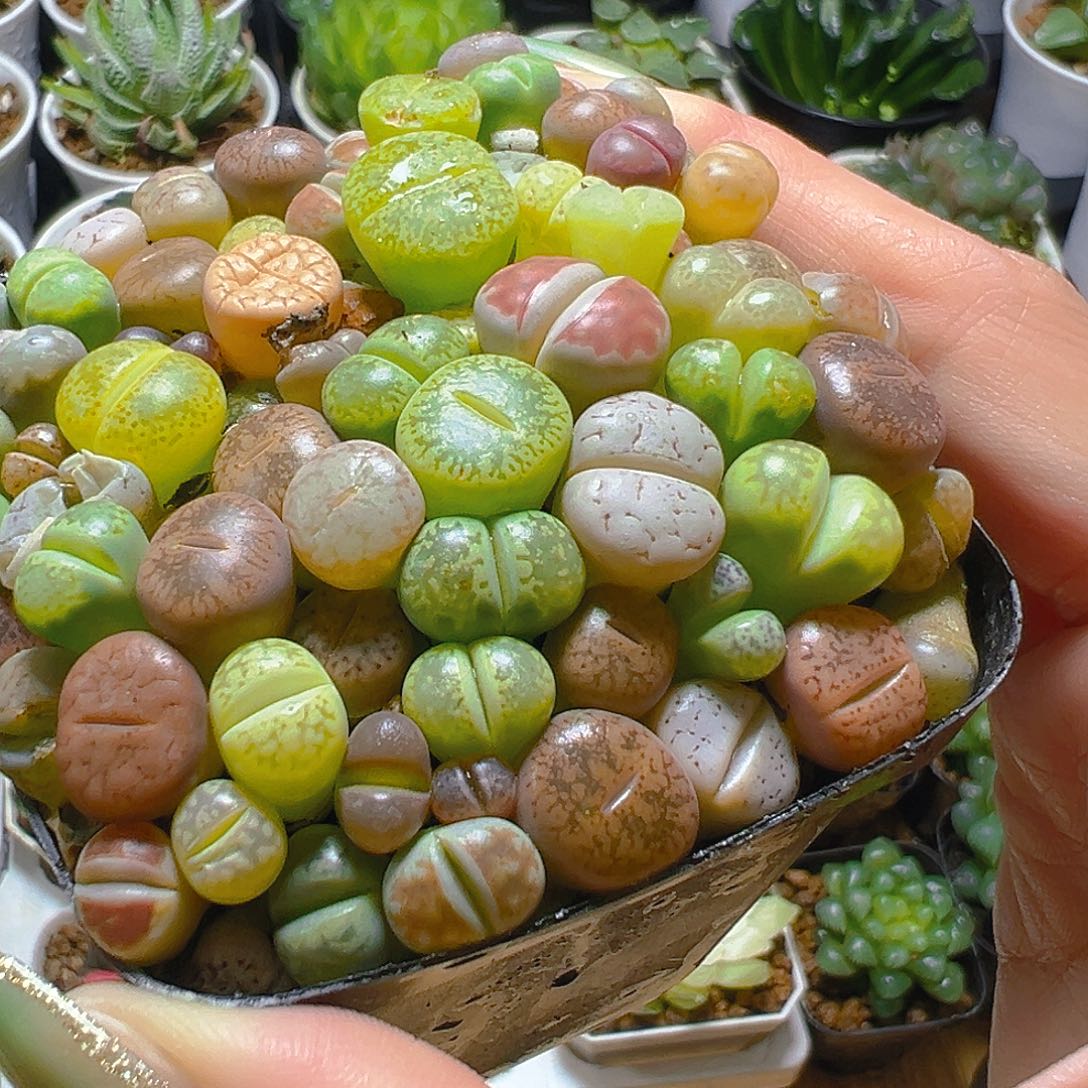 生石花玉露多肉多肉