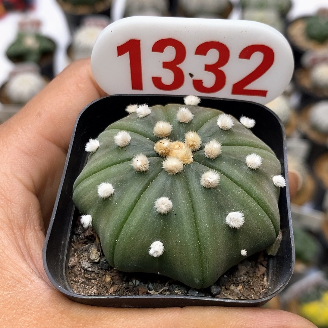 1332福利特价咯啦了活动