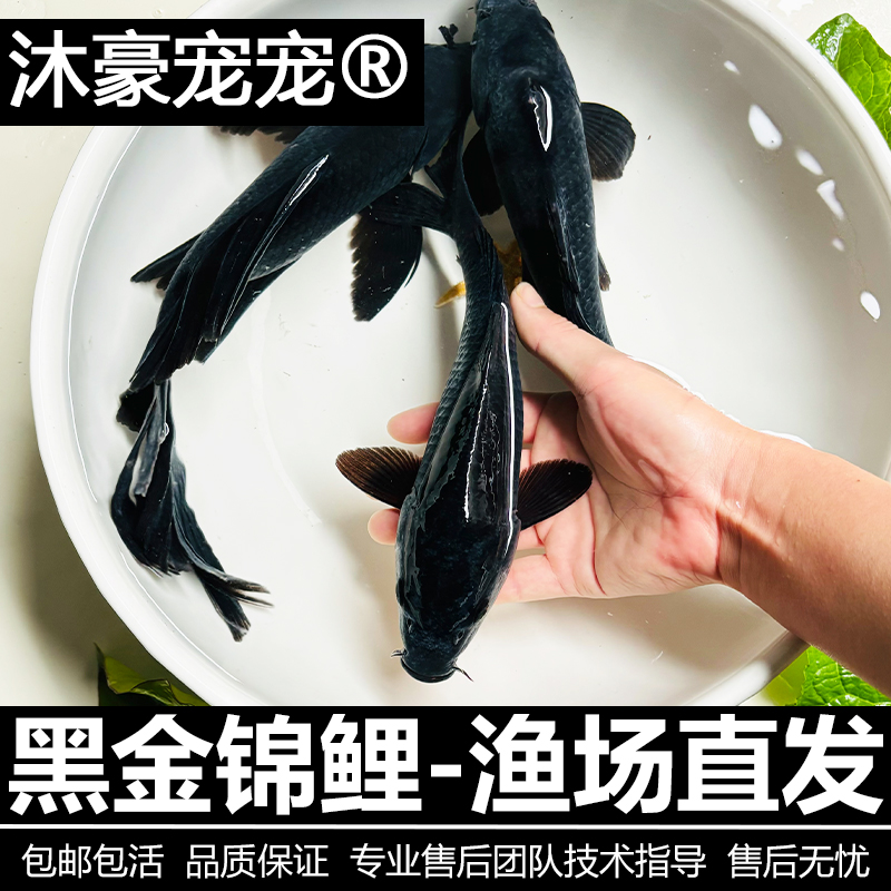 沐豪宠宠【运营推荐】黑金锦鲤观赏鱼乌金草金冷水好养耐活风水鱼