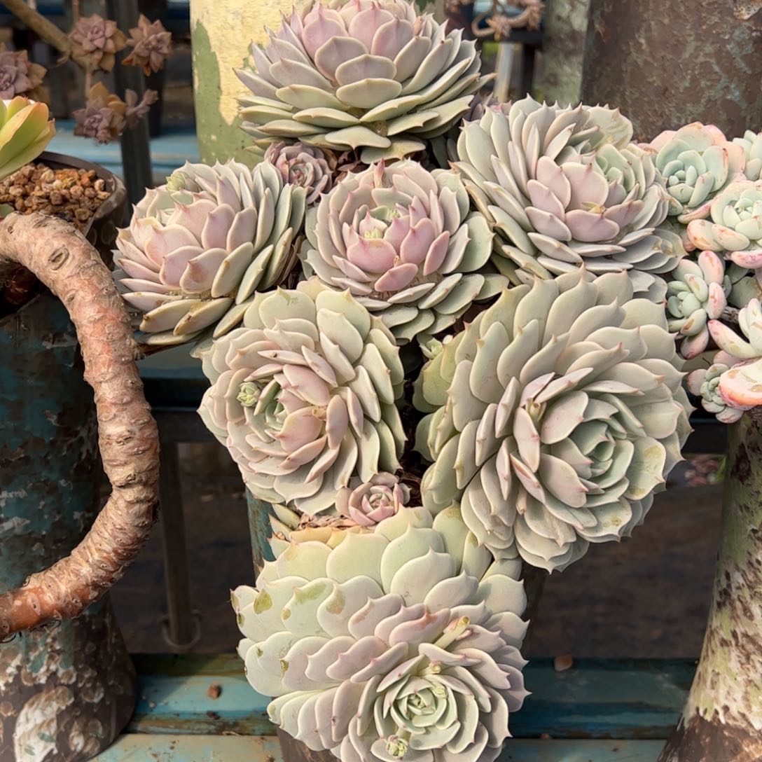 露养老桩露娜莲加盆物流费自理