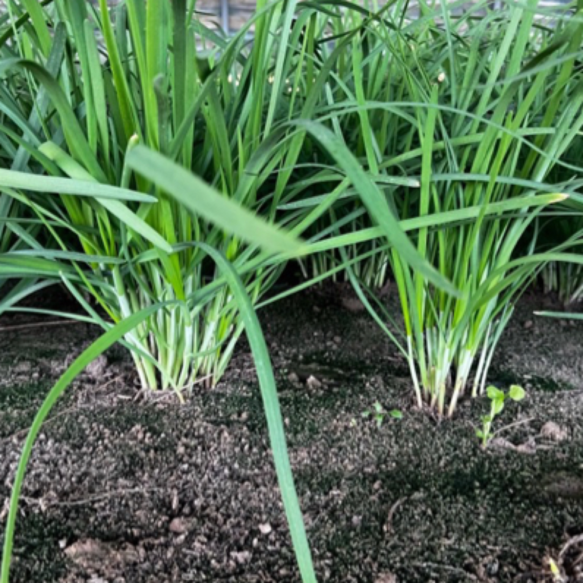 《罐哥家庭农场》微生物安心韭菜顺丰包邮