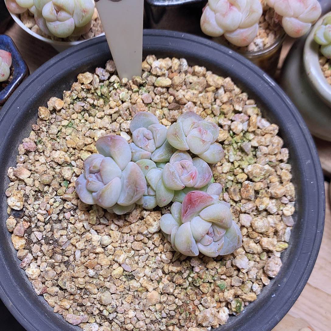 不加糖脱土发货冰玉