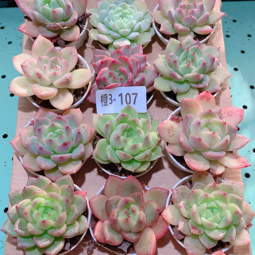 3-107一物一拍多肉带盆18颗